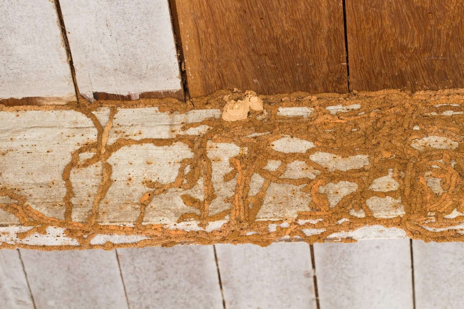 Best Termite Extermination Methods For Your Home In Elmont, NY