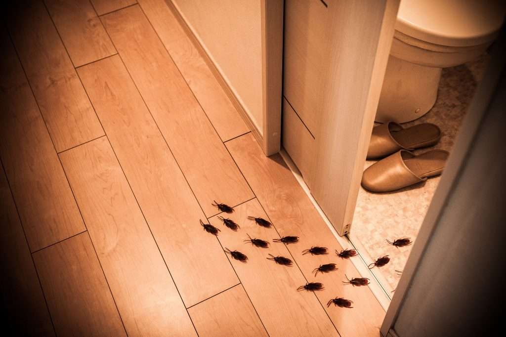Exterminators’ Tips For Keeping Your Home Clear Of Roaches In Staten