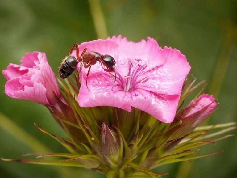 Got Ants In Your Plants? Here’s What You Need To Know BioTech Termite