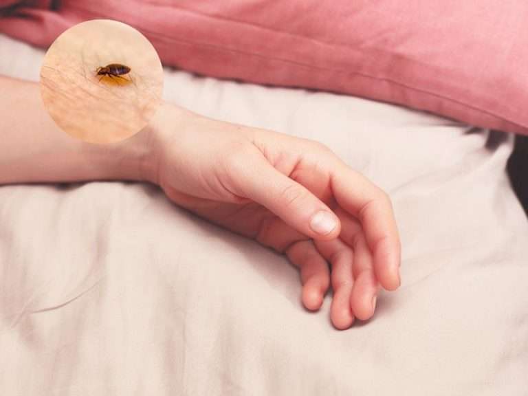 How Often Do Bed Bugs Feed BioTech Termite Pest Control
