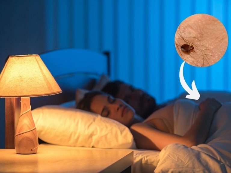 What Are Bed Bugs And How To Exterminate Them BioTech Termite & Pest