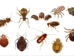 Lush What Bugs Can Be Mistaken For Bed Bugs Scene Illustration Lush What Bugs Can Be Mistaken For Bed Bugs Scene Illustration
