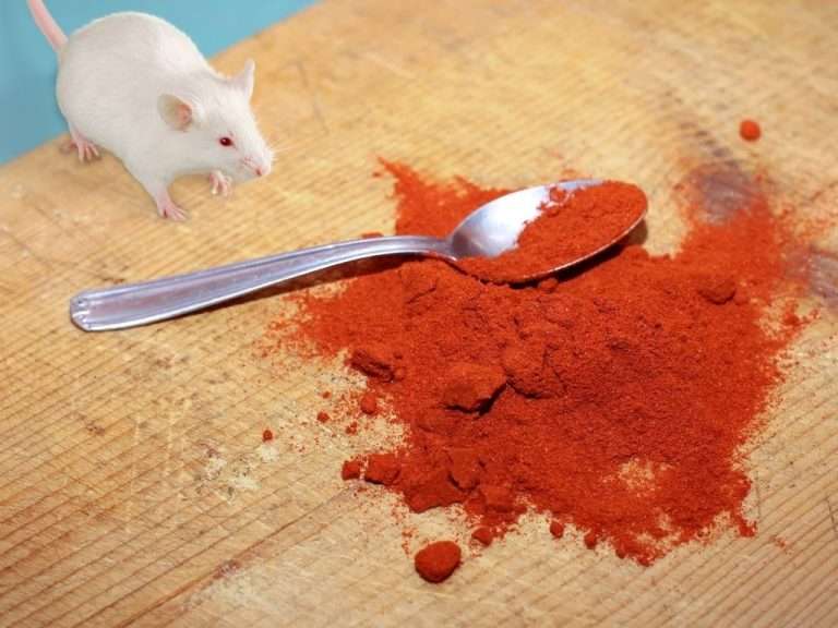 Does Cayenne Pepper Deter Mice? BioTech Termite & Pest