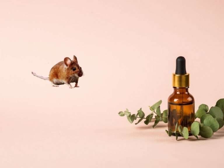 Does The Smell Of Eucalyptus Deter Mice? BioTech Termite & Pest Control